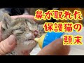 【高校に遺棄されていた4匹の仔猫】鼻が取れた猫の顛末。