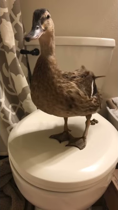 Billy poops on the toilet seat and then wipes the fuck out