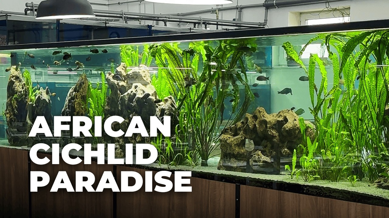African Cichlid Paradise – Inside Germany’s Biggest Importer & Breeder | Cichlidenstadel