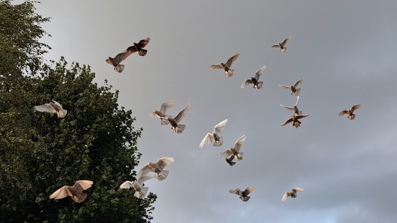 Irish Old School Tumblers - 2025 Young Birds