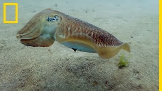 Cette créature sous-marine peut changer de couleur instantanément