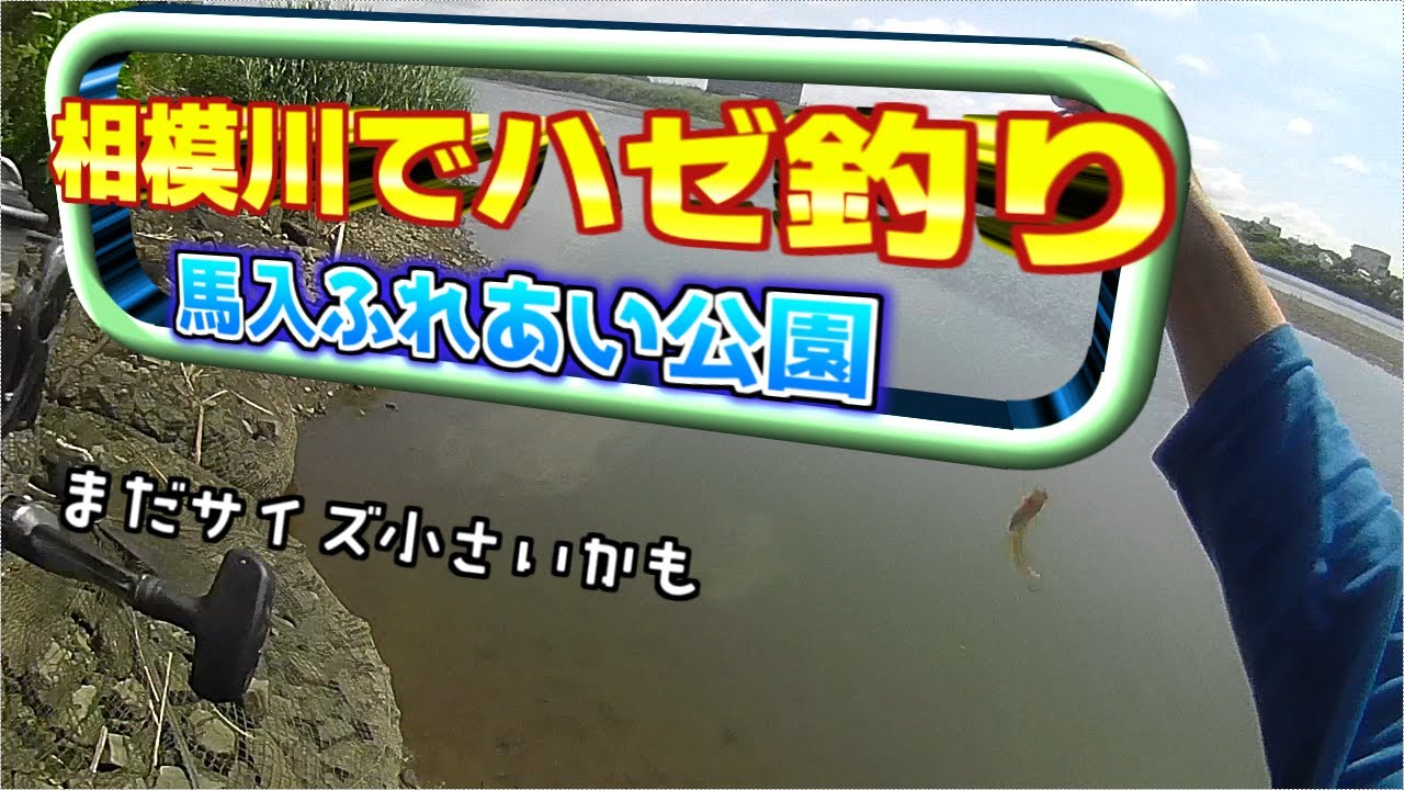 相模川でハゼ釣り 21年7月 魚釣り系you Tuberまとめサイト Fishing