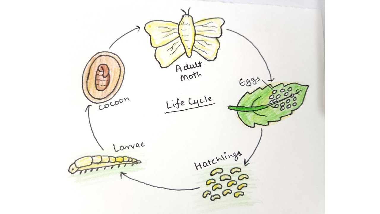 Silkworm Life Cycle Diagram