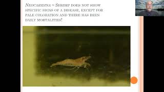 Fish disease case nr. 65 Shrimp Neocaridina with worm infection
