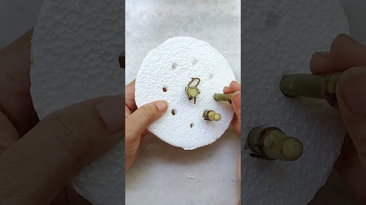Syngonium Plant Propagation From Stem Cuttings In Water 