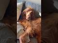 #dog #pets #spoileddogs #cute