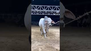 Top Notch Heavy SAWA bachra of Ali Cattle #topnotch #bull #cowlover #cattlecrazepk #viral #shorts