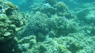Blue Damsels, Striped Fangblenny