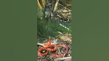 Snake vs Rat #shorts #yoytubeshorts #shortvideo