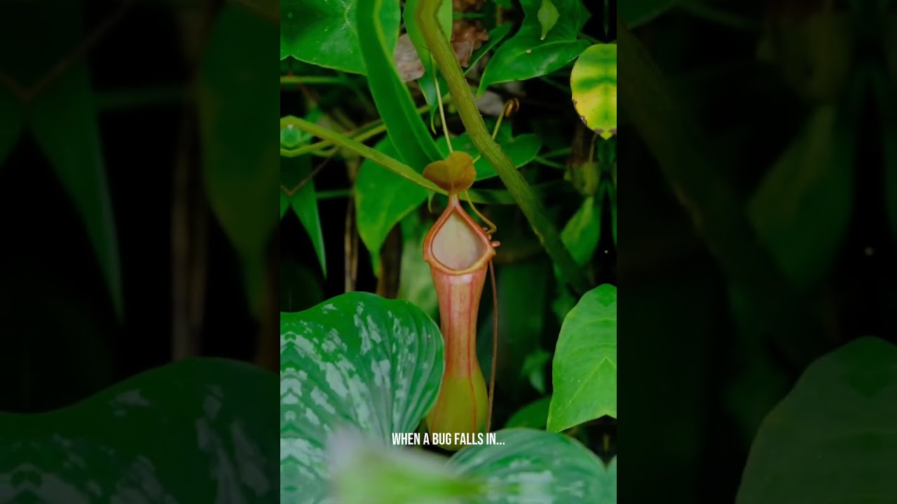 Pitcher Plant: Nature’s Bug-Eating Serial Killer 