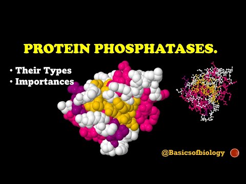 پروٹین فاسفیٹس اور ان کی اہمیت۔
