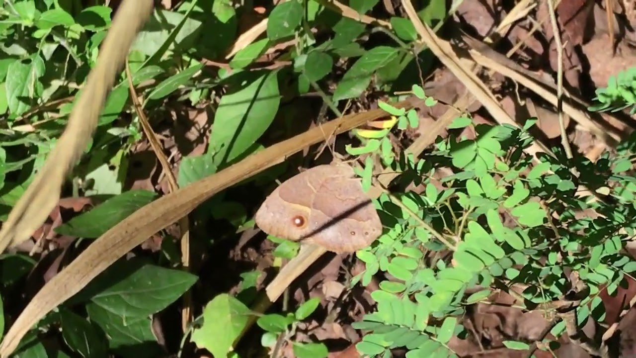 アニュナナアフリカコジャノメ Bicyclus anynana (Squinting Bush Brown) 2022/05/02 Swadini Waterfall Trail S. Africa