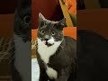 Кот в шоке. Реакция кота на новости