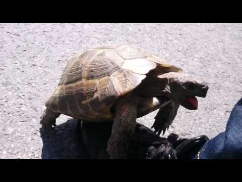 Horny Turtle with creepy sound thinks that he is nailing my shiny shoe