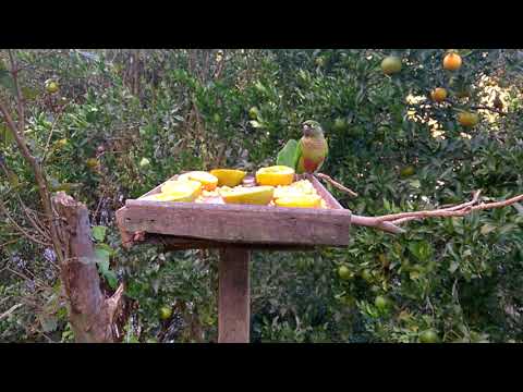 Tiriba-de-testa-vermelha (Pyrrhura frontalis) Tiriba-de-testa-vermelha (Pyrrhura frontalis)
