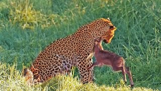 Leopard Gets Head-Butted By Baby Buck Trying To Fight Back