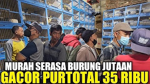 REJEKI SIANG INI ! NEMU BURUNG MASTERAN FULL MATERI SERASA CUCAK CUNGKOK DIJUAL HARGA BAHAN