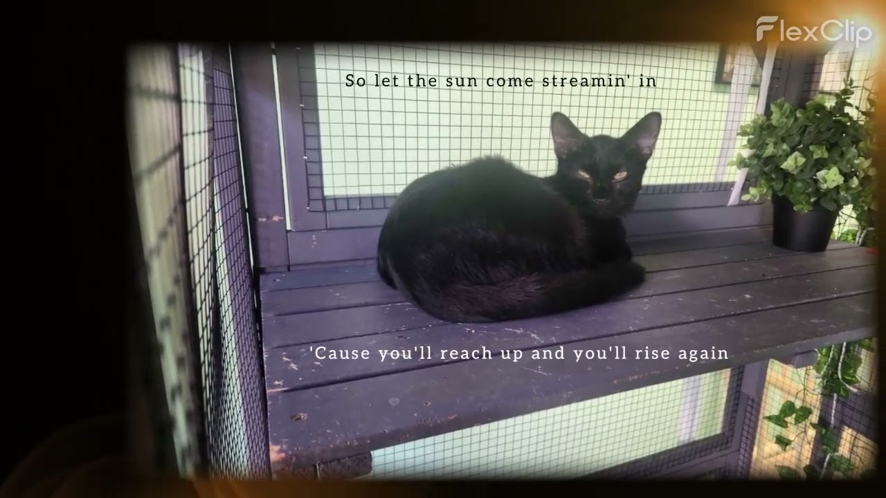 "You will be found. You are not alone." — From a cat café owner to anyone who's ever felt invisible.