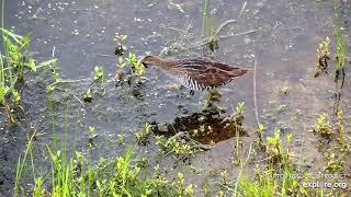 Mississippi River Flyway Cam :  Sora  (explore.org 07 14 2021)