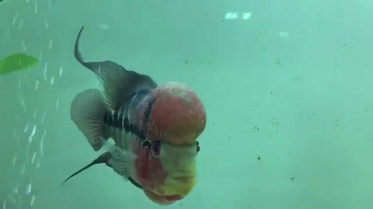 most expensive aquarium fish