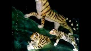 Tiger year 2010 display video.MP4