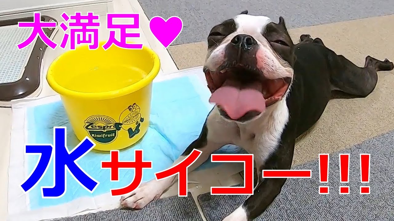 プレイルーム ルーティン ボストンテリア全力遊びと水の飲みっぷりがスゴイ Youtube プレイルーム ルーティン ボストンテリア全力遊びと水の飲みっぷりがスゴイ Youtube