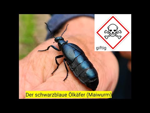 Video: Was ist ein schwarzer Käfer mit großen Zangen?