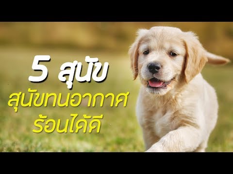 5 สายพันธุ์ สุนัขถึกทนกับอากาศร้อนได้ดี!!!