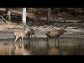 Brame du cerf 2023 - Parc naturel de Boutissaint - part.1 - étang de la Bruyère