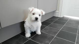 Westie Puppy 1st day home