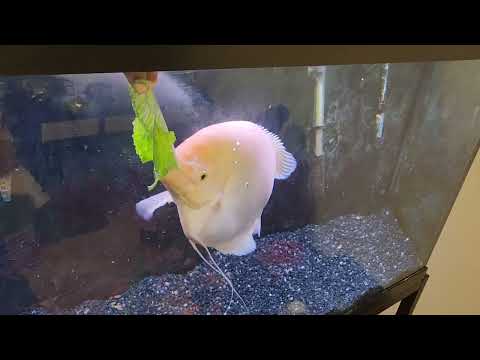 Giant Gourami Feeding