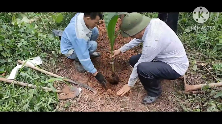 Hướng dẫn kỹ thuật trồng dừa xiêm lùn