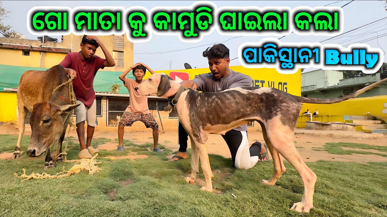 ଗୋ ମାତା କୁ କାମୁଡି ଘାଇଲା କଲା ପାକିସ୍ଥାନୀ bully || ମରୁ ମରୁ ବଞ୍ଚିଲା ଲକ୍ଷ୍ମୀ||