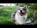 Beginning of video