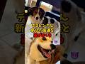 デコピンさん新しい友達と遊びまくる #大谷翔平 #野球 #プロ野球
