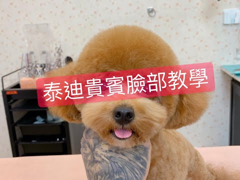 泰迪貴賓臉 剪毛教學示範 dog poodle grooming | 夢想寵物美容98