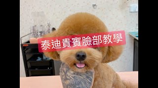泰迪貴賓臉 剪毛教學示範 dog poodle grooming | 夢想寵物美容98