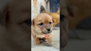 Puppy Loves Chicken . A Beautiful Moment - - - Tv