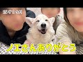 我が家の可愛い天使ちゃんが、天使になりました