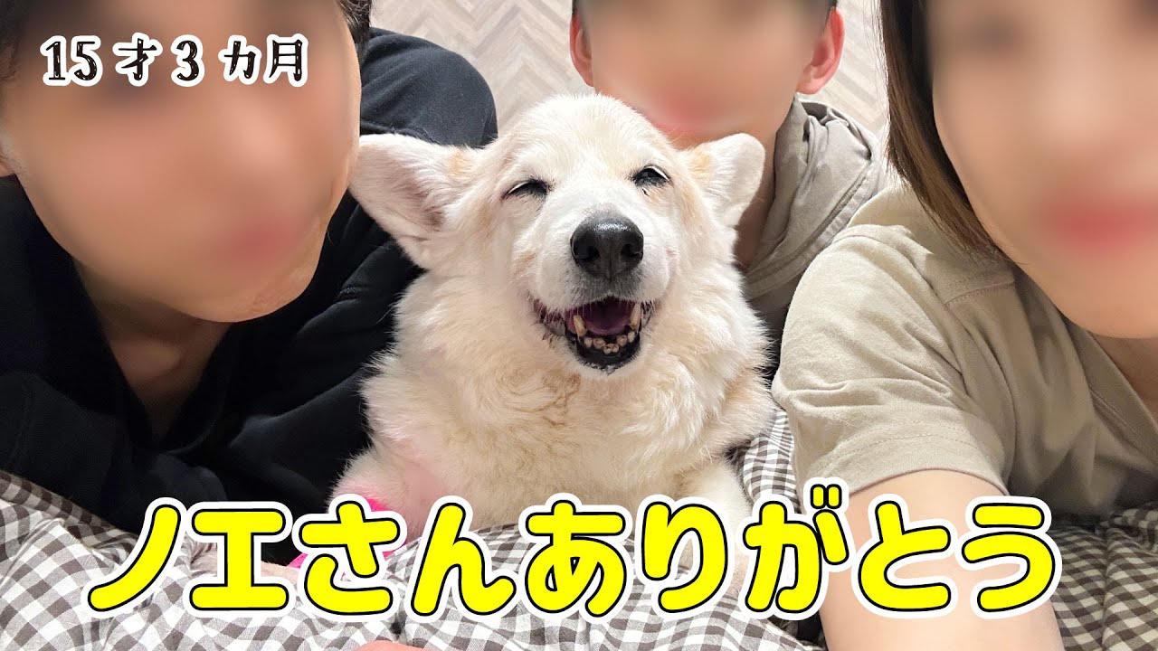 コーギー 犬 ノエ さん