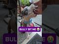My American Bully Tried To Bite Me 😭🐶