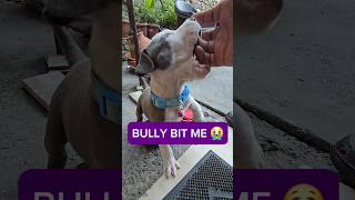 My American Bully Tried To Bite Me 😭🐶