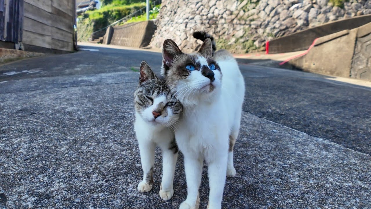 【今週のボツ動画】今週撮った短い未公開動画まとめて公開-unreleased video of this week-2024/6/2w