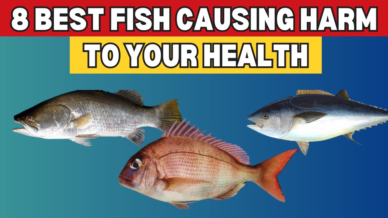 ALERT! 8 Best Fish You Should Never Eat! (Avoid excess Mercury & Toxic ...