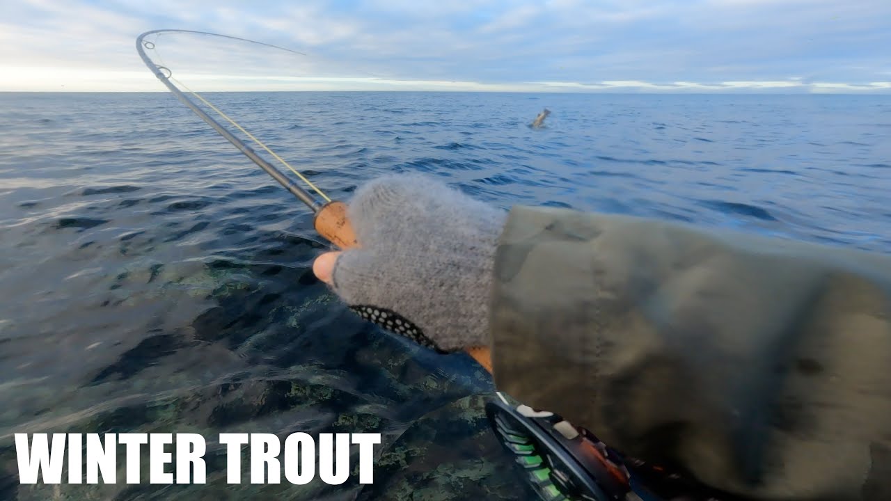 Большая морская форель начнёт год