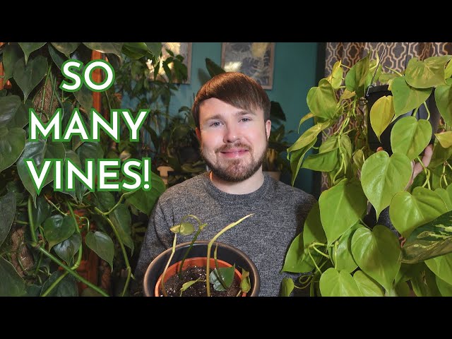 pothos marble queen plant MARBLE QUEEN POTHOS – Plantology Lab Trading main image 1