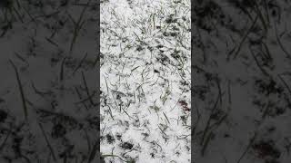 체코 4월 날씨 20210406