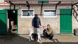 Все буде Україна! Маленька ферма Brown Swiss, сезон бичків в господарстві...