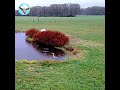 De reiger.
