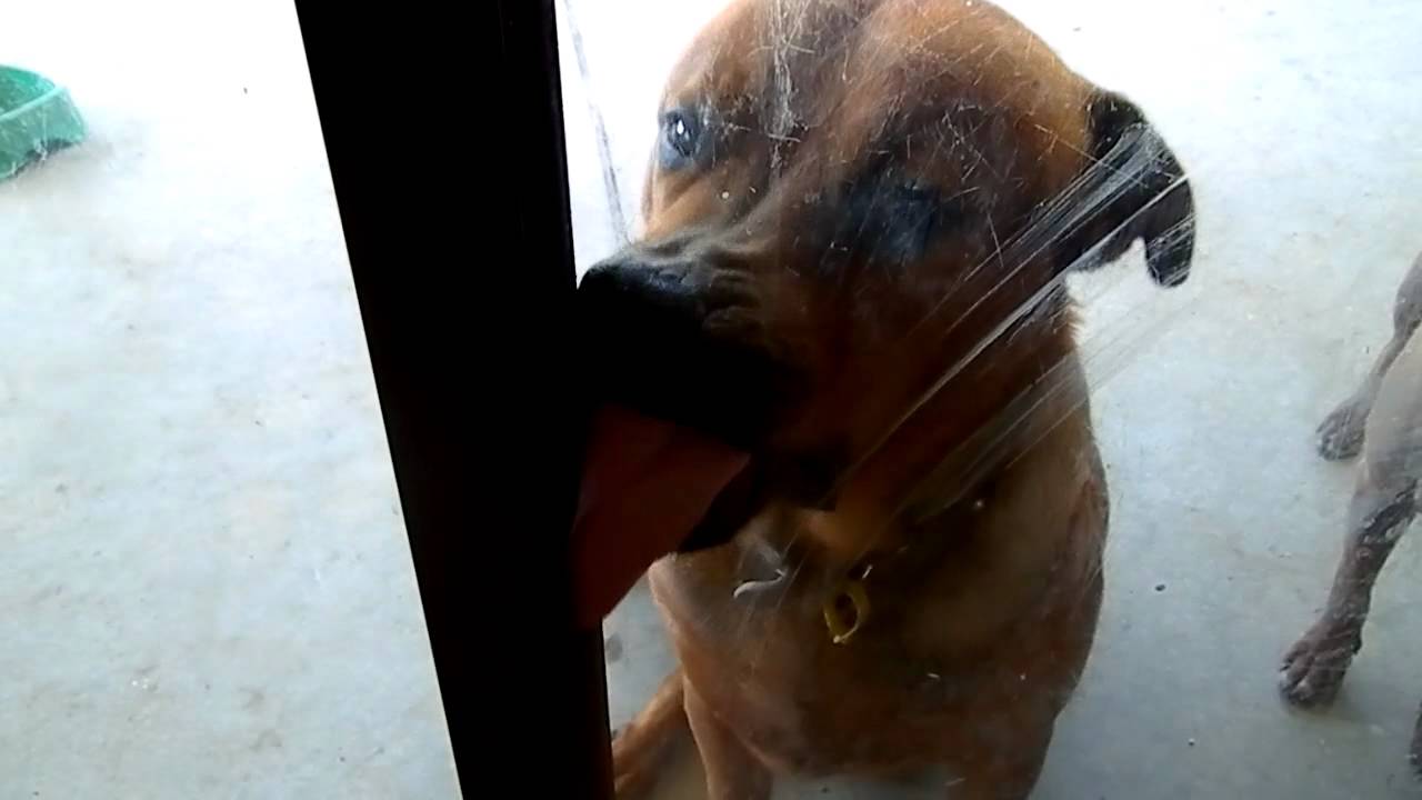 Octane. The Ultimate Window Licker